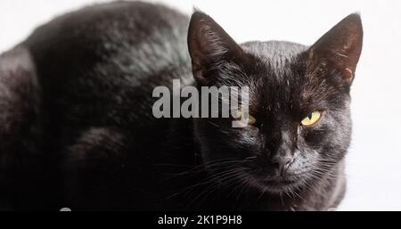 Hambourg, Allemagne. 19th septembre 2022. Un chat noir est allongé sur un rebord de fenêtre. Credit: Markus Scholz/dpa/Alay Live News Banque D'Images