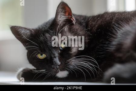 Hambourg, Allemagne. 19th septembre 2022. Un chat noir est allongé sur un rebord de fenêtre. Credit: Markus Scholz/dpa/Alay Live News Banque D'Images