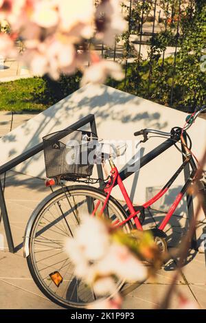 Les vélos se garer sous les arbres Sakura et les cerisiers en fleurs scintillent sous la lumière du soleil au printemps. Location de vélos. Paysage de la nature avec arbre de fleurs roses et vélo rose Banque D'Images