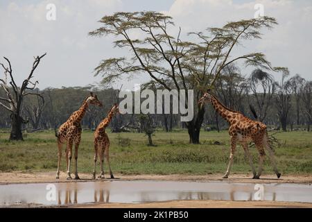 Nakuru, Kenya. 20th août 2022. Les girafes de Maasai se trouvent dans un trou d'eau du parc national du lac Nakuru. Le parc est situé à environ 150 kilomètres de la capitale kenyane Nairobi, sur le lac Nakuru. Il est connu pour son grand nombre de flamants roses. Credit: Steffen Trumpf/dpa/Alay Live News Banque D'Images