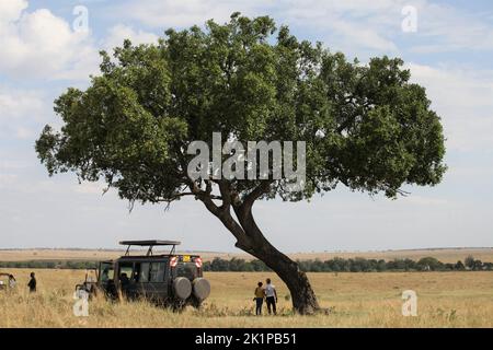 Masai Mara, Kenya. 18th août 2022. Les touristes se tiennent à côté d'un véhicule de safari dans la réserve de jeu de Masai Mara sous un acacia comme ils regardent vers le Serengeti. La réserve naturelle du sud du Kenya est considérée comme la réserve la plus riche en animaux du pays. Au sud, il fusionne directement dans le parc national du Serengeti en Tanzanie. Credit: Steffen Trumpf/dpa/Alay Live News Banque D'Images