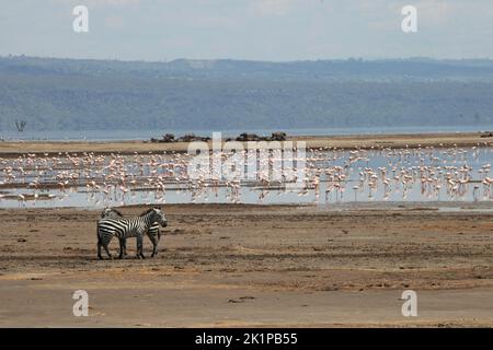 Nakuru, Kenya. 20th août 2022. Deux zèbres se trouvent devant des flamants roses dans le parc national du lac Nakuru. Le parc est situé à environ 150 kilomètres de la capitale kenyane Nairobi, sur le lac Nakuru. Il est connu pour son grand nombre de flamants roses. Credit: Steffen Trumpf/dpa/Alay Live News Banque D'Images