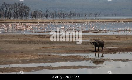 Nakuru, Kenya. 20th août 2022. Un buffle se dresse devant des flamants roses dans le parc national du lac Nakuru. Le parc est situé à environ 150 kilomètres de la capitale kenyane Nairobi, sur le lac Nakuru. Il est connu pour son grand nombre de flamants roses. Credit: Steffen Trumpf/dpa/Alay Live News Banque D'Images