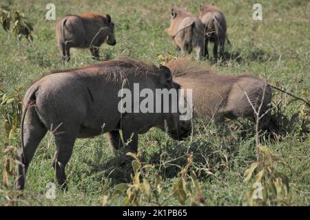 Nakuru, Kenya. 20th août 2022. Les warthogs traversent l'herbe dans le parc national du lac Nakuru. Le parc est situé à environ 150 kilomètres de la capitale du Kenya, Nairobi, sur le lac Nakuru. Il est connu pour son grand nombre de flamants roses. Credit: Steffen Trumpf/dpa/Alay Live News Banque D'Images