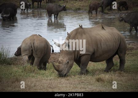 Nairobi, Kenya. 15th août 2022. Deux rhinocéros et plusieurs buffles se trouvent dans un trou d'eau du parc national de Nairobi. Credit: Steffen Trumpf/dpa/Alay Live News Banque D'Images