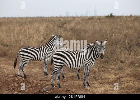 Nairobi, Kenya. 15th août 2022. Deux zèbres se trouvent dans le parc national de Nairobi. En arrière-plan, vous pouvez voir l'horizon de la capitale kenyane Nairobi. Credit: Steffen Trumpf/dpa/Alay Live News Banque D'Images