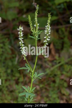 Melilot blanc, Melilotus albus, en fleur. Banque D'Images