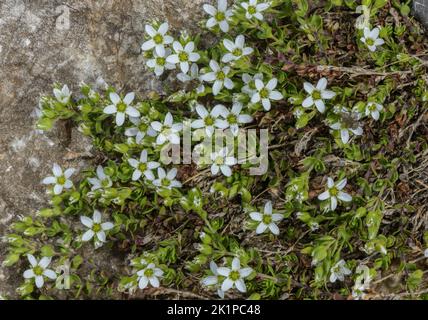 Armoise à franges, Arenaria ciliata ssp. Multicaulis, en fleur dans un pâturage de montagne pierreux, Pyrénées. Banque D'Images