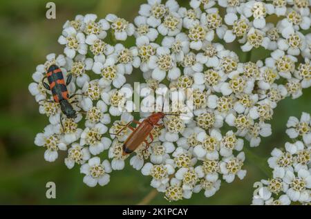 Insectes sur le Yarrow - coléoptère à damiers, Trichodes apiarius et Béetle rouge Soldat, Rhagonycha fulva se nourrissant. Pyrénées. Banque D'Images