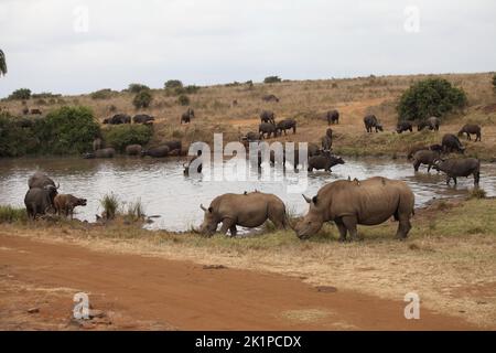 Nairobi, Kenya. 15th août 2022. Deux rhinocéros et plusieurs buffles se trouvent dans un trou d'eau du parc national de Nairobi. Credit: Steffen Trumpf/dpa/Alay Live News Banque D'Images