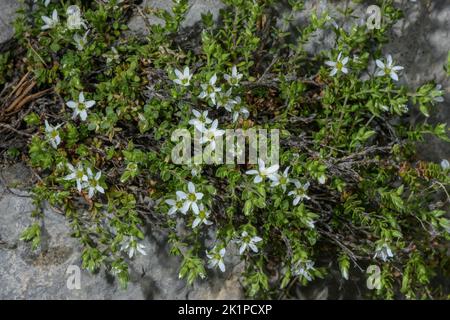 Armoise à franges, Arenaria ciliata ssp. Multicaulis, en fleur dans un pâturage de montagne pierreux, Pyrénées. Banque D'Images