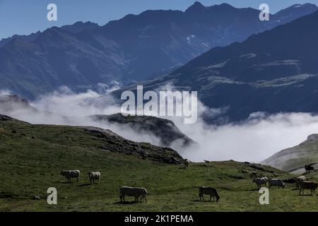 Bétail qui broutage dans les grands pâturages, un matin brumeux, dans les Pyrénées au-dessus de Gacarnie. France. Banque D'Images