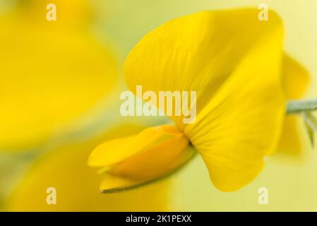 Gros plan de soleil chanvre fleurs jaunes en pleine floraison en été, vert naturel flou dans le fond. Concentrez-vous sur un pétale. Mise au point douce. Banque D'Images