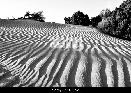 Une photo en niveaux de gris d'une dune de sable avec de la verdure autour Banque D'Images