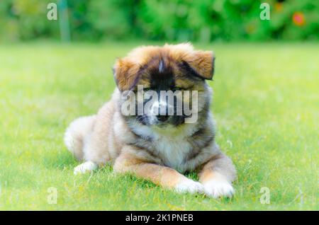 Un mignon petit chien de berger islandais allongé sur une herbe verte Banque D'Images