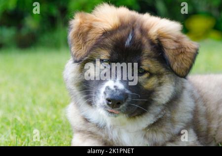 Un mignon petit chien de berger islandais allongé sur une herbe verte Banque D'Images