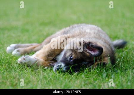 Un mignon petit chien de berger islandais allongé sur une herbe verte Banque D'Images