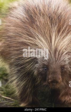 Un gros plan de porc-épic à crête debout et regardant la caméra Banque D'Images