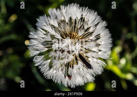 La tête d'une fleur de lion dandy en graines Banque D'Images