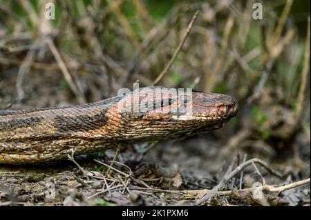 Gros plan de la tête d'une anaconda verte rampant sur des branches sèches avec un arrière-plan flou Banque D'Images