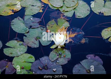 nénuphar blanc sur l'étang. fleur d'eau délicate Banque D'Images
