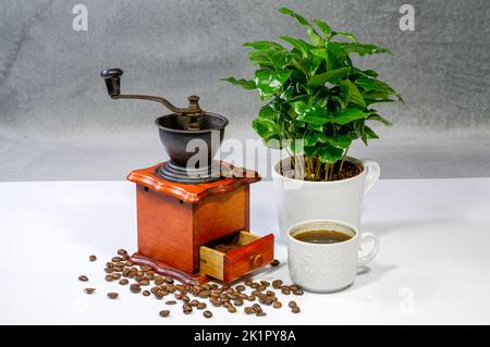 tasse de café, moulin à café ancien, buisson de café poussant dans une grande tasse, grains dispersés, disposition élégante pour les projets Banque D'Images