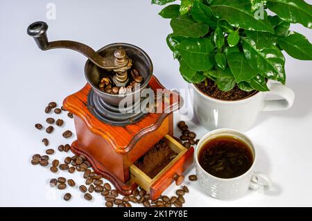 tasse de café, moulin à café ancien, buisson de café poussant dans une grande tasse, grains dispersés, disposition élégante pour les projets Banque D'Images