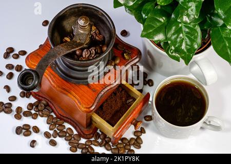 tasse de café, moulin à café ancien, buisson de café poussant dans une grande tasse, grains dispersés, disposition élégante pour les projets Banque D'Images