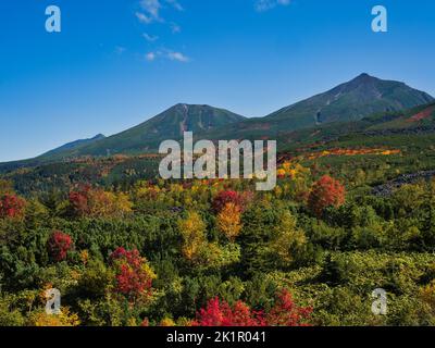 Feuilles d'automne à Mt. Observatoire de Tokachi, Hokkaido, Japon Banque D'Images