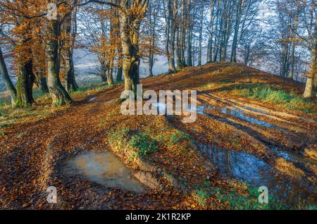 Route de campagne pittoresque en automne avec le ciel réfléchissant dans les flaques. Banque D'Images