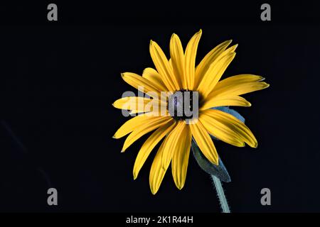Fleur jaune vif de Rudbeckia photographiée sur fond noir Uni Banque D'Images