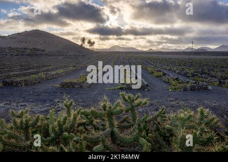 Vignoble typique de la région de la Geria sur l'île de Lanzarote protégeant les vignes contre les vents violents en construisant des murs à partir de pierres de lave Banque D'Images