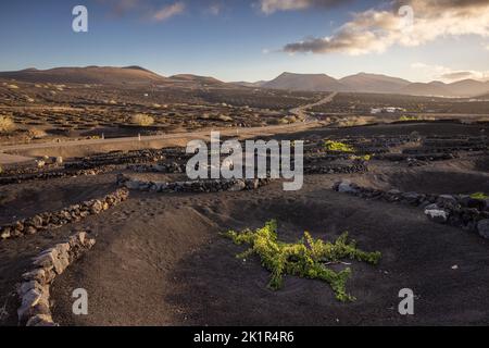 Coucher de soleil dans un vignoble typique de la région de la Geria sur l'île de Lanzarote protéger les vignes contre les vents violents en construisant des murs hors de lav Banque D'Images