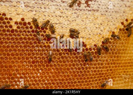 Cadres d'une ruche. Abeilles occupées sur le nid d'abeilles jaune avec des cellules ouvertes et scellées pour le miel doux. Miel d'abeille recueilli dans le beau miel jaune Banque D'Images