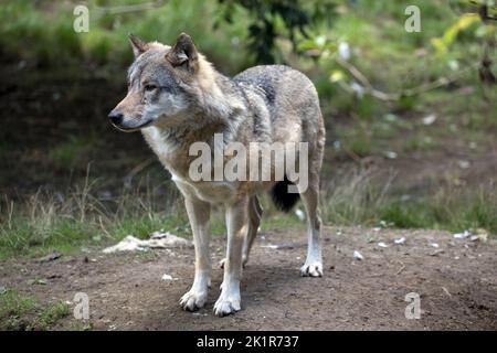 Loup gris eurasien Canis lupus lupus Cotswold Wildflie Park, Burford, Royaume-Uni Banque D'Images