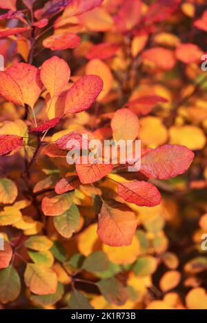 Magnifique arbre de fumée européen aux couleurs rouge vif, jaune, violet, orange. Arrière-plan nature de feuilles d'automne colorées. (Cotinus coggygria). Banque D'Images