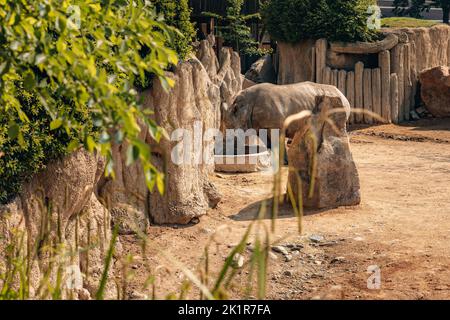 Les rhinocéros blancs dans le zoo. Cumiana, Turin, Italie. Banque D'Images