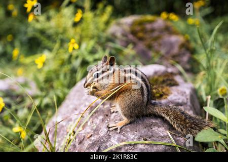 Gros plan d'un petit chipmunk (Neotamias minimus) mangeant de l'herbe sur le rocher Banque D'Images
