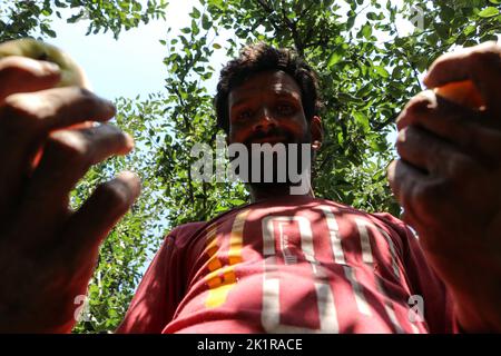 20 septembre 2022, Pulwama, Jammu-et-Cachemire, Inde: Un ouvrier recueille des pommes fraîches dans un verger pendant la saison de récolte à Pulwama. Les vergers du Cachemire produisent 1,2 millions de tonnes de pommes par an, le deuxième en importance en Inde. Les commerçants Apple disent que, au début de la saison, la demande et les taux de pommes étaient élevés, "mais cette année le marché est en baisse d'environ 40 pour cent. (Image de crédit : © Adil Abbas/ZUMA Press Wire) Banque D'Images