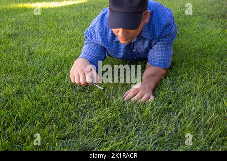 Image d'un homme allongé sur la pelouse à la maison coupant les lames d'herbe avec une paire de ciseaux. Entretien et tonte de la pelouse. Banque D'Images