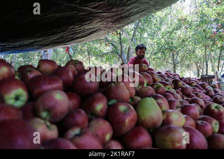 20 septembre 2022, Pulwama, Jammu-et-Cachemire, Inde: Un ouvrier a vu ramasser des pommes fraîches dans un verger pendant la saison de récolte à Pulwama. Les vergers du Cachemire produisent 1,2 millions de tonnes de pommes par an, le deuxième en importance en Inde. Les commerçants Apple disent que, au début de la saison, la demande et les taux de pommes étaient élevés, "mais cette année le marché est en baisse d'environ 40 pour cent. (Image de crédit : © Adil Abbas/ZUMA Press Wire) Banque D'Images