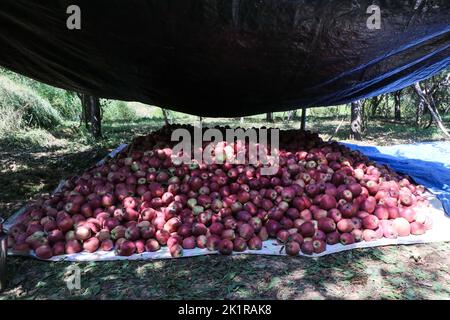 20 septembre 2022, Pulwama, Jammu-et-Cachemire, Inde: Pommes fraiches cachemiri dans un verger pendant la saison de récolte à Pulwama. Les vergers du Cachemire produisent 1,2 millions de tonnes de pommes par an, le deuxième en importance en Inde. Les commerçants Apple disent que, au début de la saison, la demande et les taux de pommes étaient élevés, "mais cette année le marché est en baisse d'environ 40 pour cent. (Image de crédit : © Adil Abbas/ZUMA Press Wire) Banque D'Images