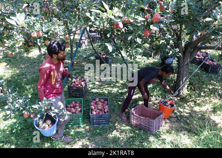 20 septembre 2022, Pulwama, Jammu-et-Cachemire, Inde: Un ouvrier a vu ramasser des pommes fraîches dans un verger pendant la saison de récolte à Pulwama. Les vergers du Cachemire produisent 1,2 millions de tonnes de pommes par an, le deuxième en importance en Inde. Les commerçants Apple disent que, au début de la saison, la demande et les taux de pommes étaient élevés, "mais cette année le marché est en baisse d'environ 40 pour cent. (Image de crédit : © Adil Abbas/ZUMA Press Wire) Banque D'Images