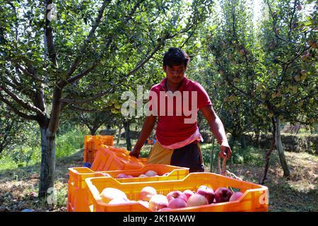 20 septembre 2022, Pulwama, Jammu-et-Cachemire, Inde: Un ouvrier recueille des pommes fraîches dans un verger pendant la saison de récolte à Pulwama. Les vergers du Cachemire produisent 1,2 millions de tonnes de pommes par an, le deuxième en importance en Inde. Les commerçants Apple disent que, au début de la saison, la demande et les taux de pommes étaient élevés, "mais cette année le marché est en baisse d'environ 40 pour cent. (Image de crédit : © Adil Abbas/ZUMA Press Wire) Banque D'Images