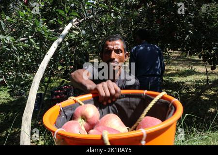 20 septembre 2022, Pulwama, Jammu-et-Cachemire, Inde : un homme récolte des pommes fraîches dans un verger pendant la saison de récolte à Pulwama. Les vergers du Cachemire produisent 1,2 millions de tonnes de pommes par an, le deuxième en importance en Inde. Les commerçants Apple disent que, au début de la saison, la demande et les taux de pommes étaient élevés, "mais cette année le marché est en baisse d'environ 40 pour cent. (Image de crédit : © Adil Abbas/ZUMA Press Wire) Banque D'Images