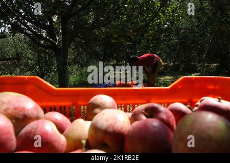 20 septembre 2022, Pulwama, Jammu-et-Cachemire, Inde: Un ouvrier recueille des pommes fraîches dans un verger pendant la saison de récolte à Pulwama. Les vergers du Cachemire produisent 1,2 millions de tonnes de pommes par an, le deuxième en importance en Inde. Les commerçants Apple disent que, au début de la saison, la demande et les taux de pommes étaient élevés, "mais cette année le marché est en baisse d'environ 40 pour cent. (Image de crédit : © Adil Abbas/ZUMA Press Wire) Banque D'Images