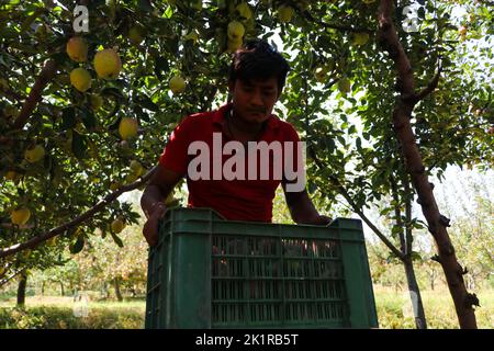 20 septembre 2022, Pulwama, Jammu-et-Cachemire, Inde: Un ouvrier recueille des pommes fraîches dans un verger pendant la saison de récolte à Pulwama. Les vergers du Cachemire produisent 1,2 millions de tonnes de pommes par an, le deuxième en importance en Inde. Les commerçants Apple disent que, au début de la saison, la demande et les taux de pommes étaient élevés, "mais cette année le marché est en baisse d'environ 40 pour cent. (Image de crédit : © Adil Abbas/ZUMA Press Wire) Banque D'Images