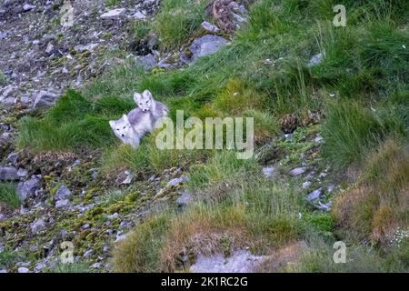 2 Pups le renard arctique (Vulpes lagopus) adulte dans le pelage d'été, dans la toundra Spitsbergen, Svalbard, Norvège Banque D'Images