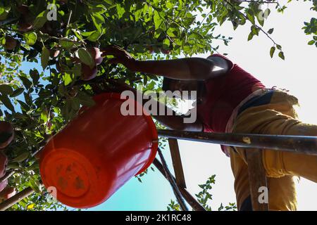 20 septembre 2022, Pulwama, Jammu-et-Cachemire, Inde: Un ouvrier recueille des pommes fraîches dans un verger pendant la saison de récolte à Pulwama. Les vergers du Cachemire produisent 1,2 millions de tonnes de pommes par an, le deuxième en importance en Inde. Les commerçants Apple disent que, au début de la saison, la demande et les taux de pommes étaient élevés, "mais cette année le marché est en baisse d'environ 40 pour cent. (Image de crédit : © Adil Abbas/ZUMA Press Wire) Banque D'Images