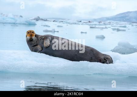 Phoque barbu (Erignathus barbatus) reposant sur la banquise ce phoque solitaire préfère les eaux peu profondes couvertes de banquise. Il voyage de façon saisonnière, souvent cardans Banque D'Images